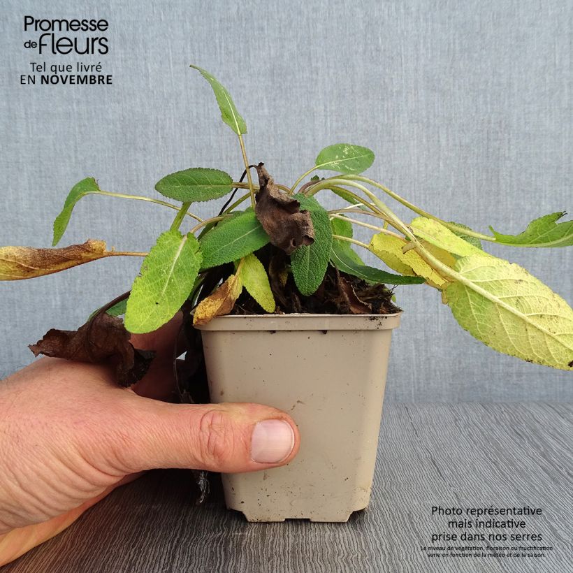Esemplare di Salvia pratensis Eveline - Salvia dei prati Vasetto da 8/9 cm come consegnato in autunno