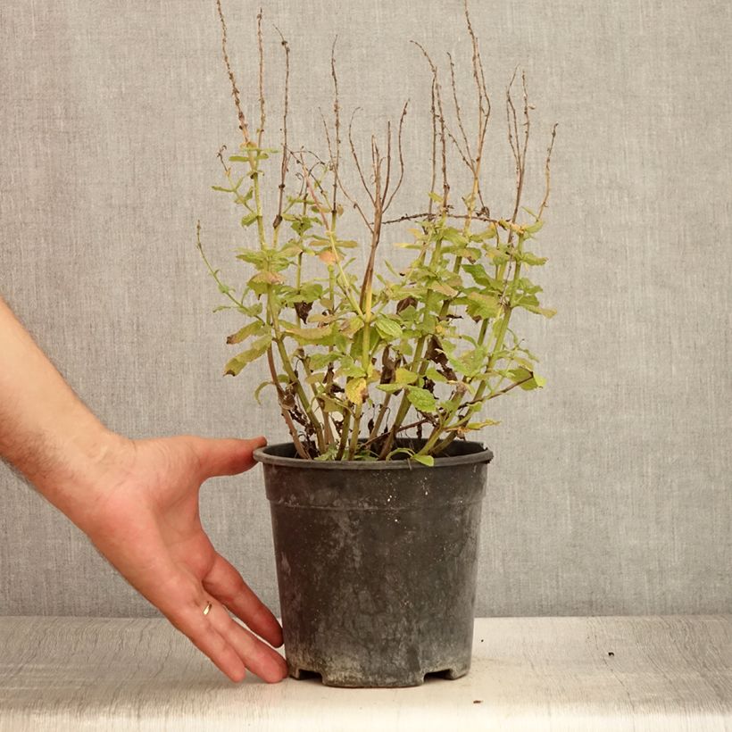 Esemplare di Salvia pratensis Lyrical Blues - Salvia dei prati Vaso da 2L/3L consegnato in estate