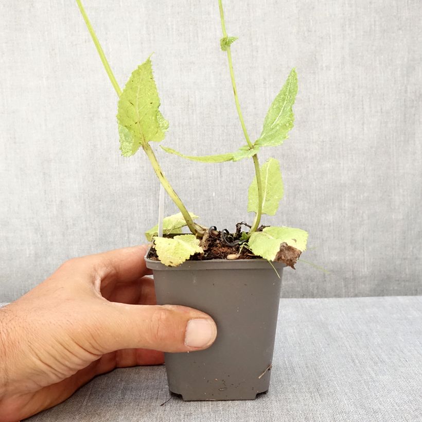 Esemplare di Salvia pratensis Madeline - Salvia dei prati Vasetto da 8/9 cm consegnato in estate