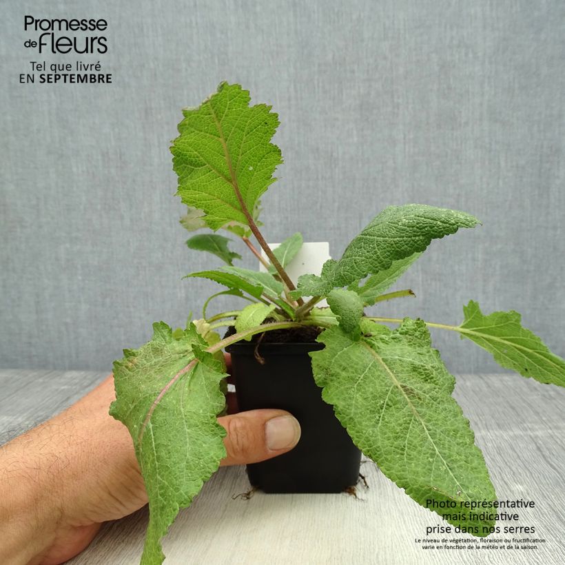 Esemplare di Salvia pratensis Rose Rhapsody - Salvia dei prati Vasetto da 8/9 cm come consegnato in autunno