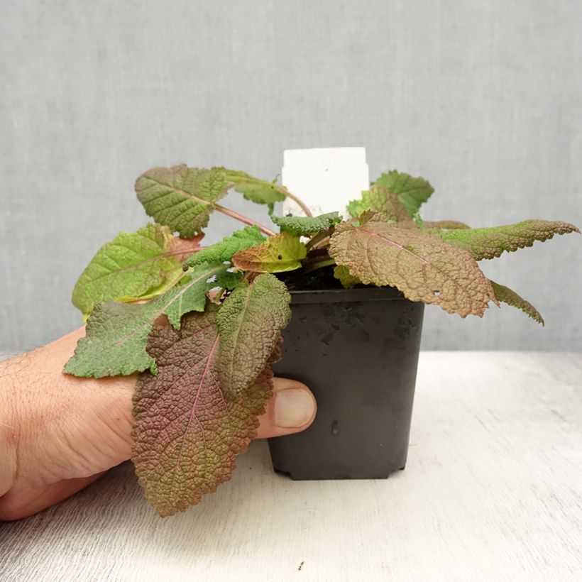 Esemplare di Salvia pratensis Rose Rhapsody - Salvia dei prati Vasetto da 8/9 cm consegnato in estate