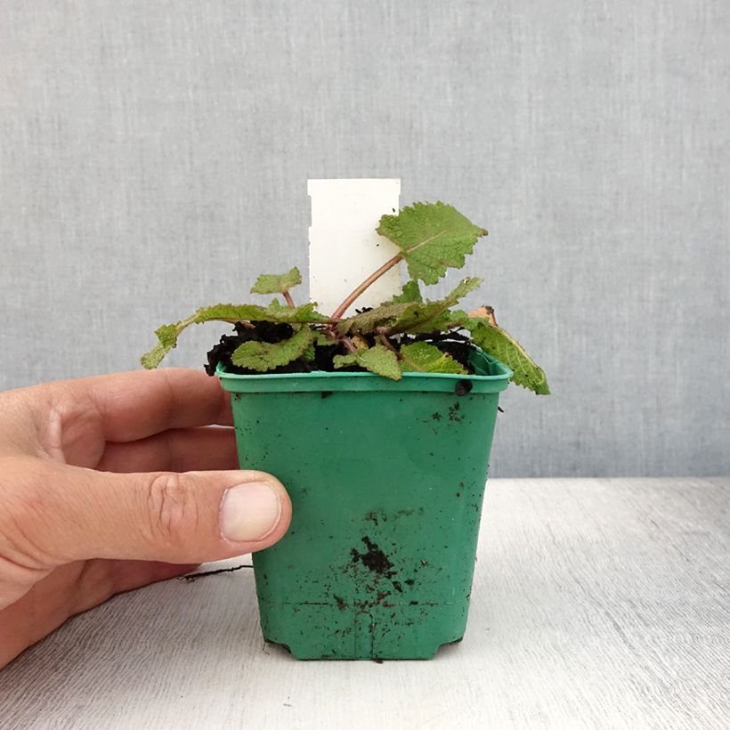 Esemplare di Salvia pratensis Sweet Esmeralda - Salvia dei prati Vasetto da 8/9 cm consegnato in estate