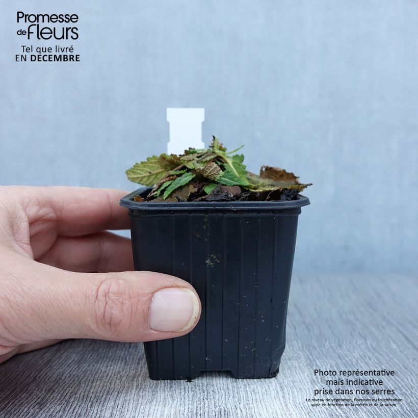 Esemplare di Salvia pratensis FASHIONISTA Vanity Flair - Salvia dei prati Vasetto da 8/9 cm come consegnato in autunno