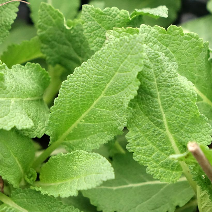 Salvia superba Reine Rose (Fogliame)