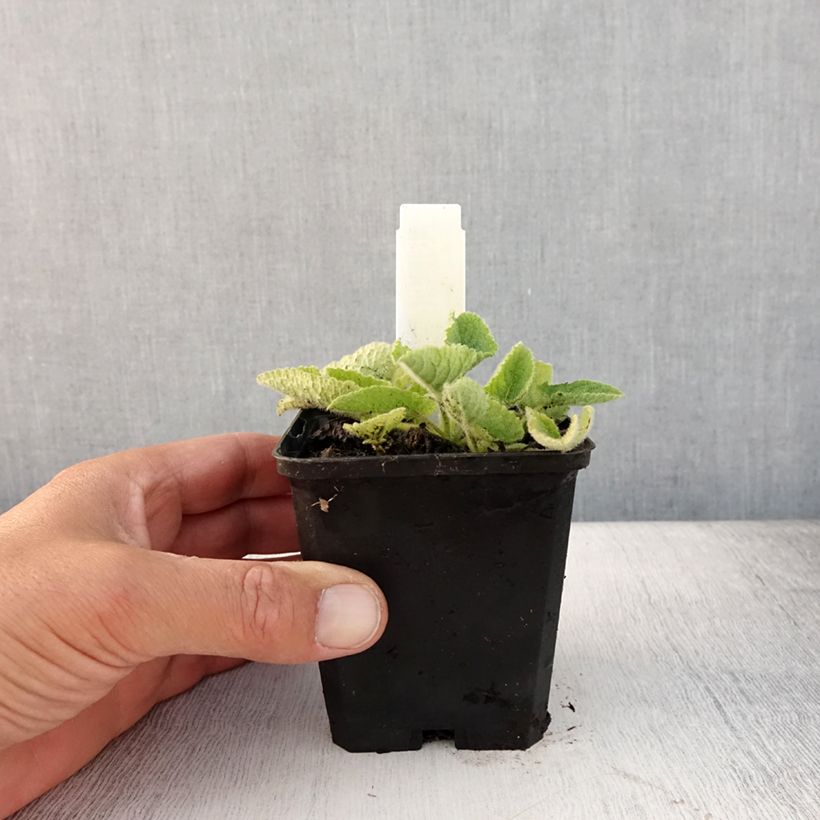 Esemplare di Salvia verticillata Alba - Salvia spuria Vasetto da 8/9 cm consegnato in estate