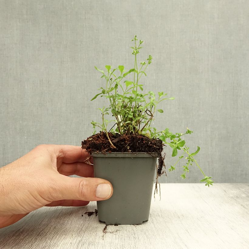 Esemplare di Salvia jamensis Carolus - Salvia arbustiva Vasetto da 8/9 cm come consegnato in autunno