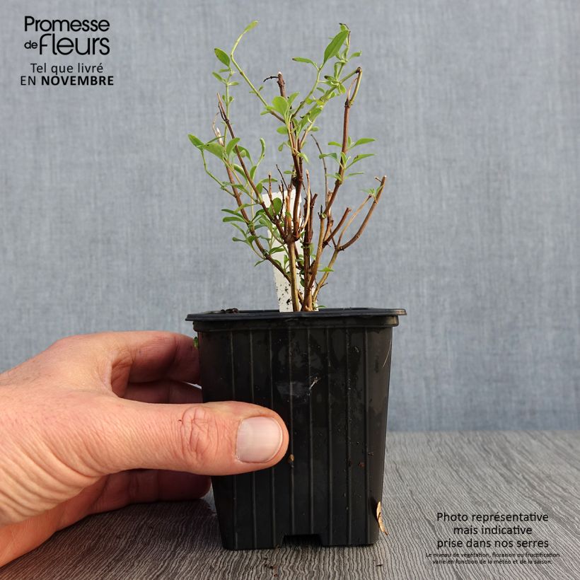 Esemplare di Salvia jamensis Delice Roselilac - Salvia arbustiva Vasetto da 8/9 cm come consegnato in autunno