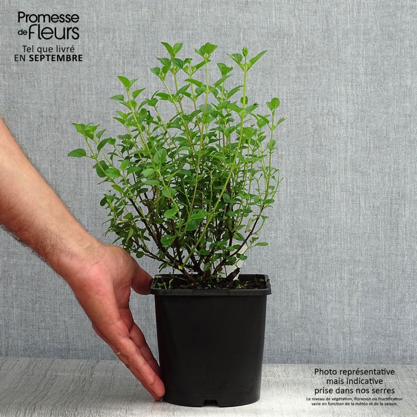 Esemplare di Salvia jamensis Delice Roselilac - Salvia arbustiva Vaso da 2L/3L consegnato in estate