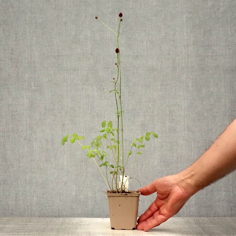 Esemplare di Sanguisorba officinalis Morning Select - Salvastrella maggiore Vasetto da 8/9 cm consegnato in estate