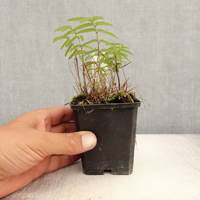 Esemplare di Sanguisorba tenuifolia var. purpurea Vasetto da 8/9 cm consegnato in estate