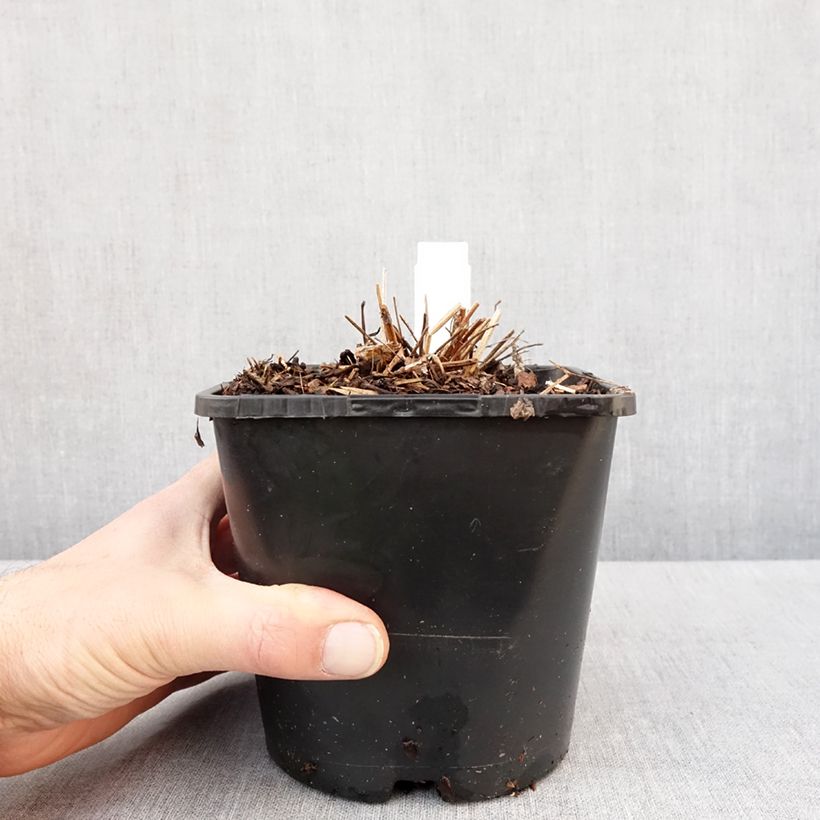 Sanguisorba hakusanensis White Brushes Vaso da 2L/3L esemplare consegnato in inverno