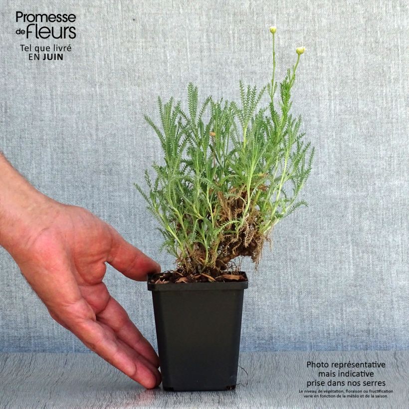 Esemplare di Santolina pinnata subsp neapolitana Edward Bowles Vasetto da 8/9 cm consegnato in estate