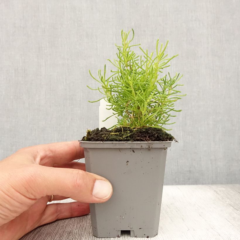 Esemplare di Santolina virens Lemon Fizz Vasetto da 8/9 cm consegnato in estate