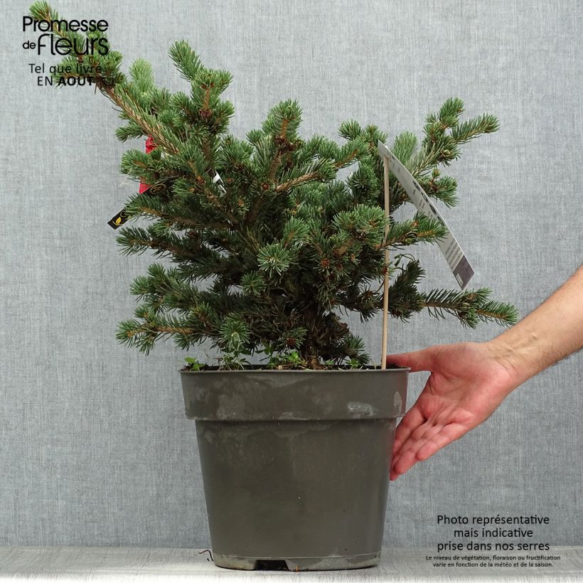 Esemplare di Picea pungens Lucky Strike Vaso da 3L/4L consegnato in estate