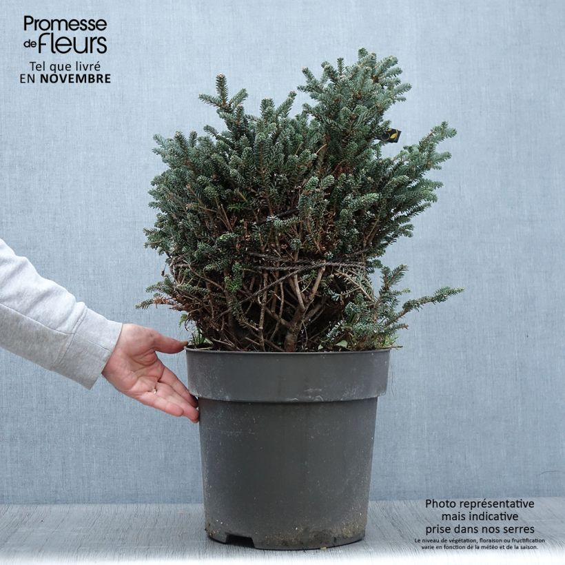 Esemplare di Abete coreano Oberon - Abies koreana Pezzo come consegnato in autunno