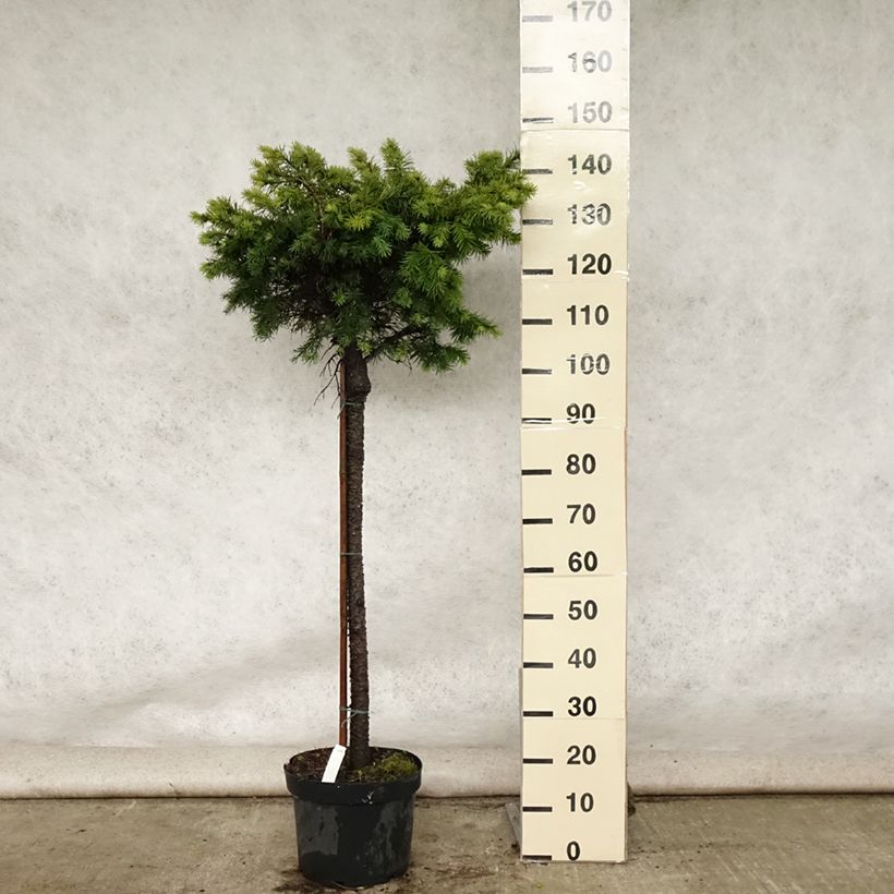 Esemplare di Pseudotsuga menziesii Fletcheri - Abete di Douglas Vaso da 7,5L/10L consegnato in estate