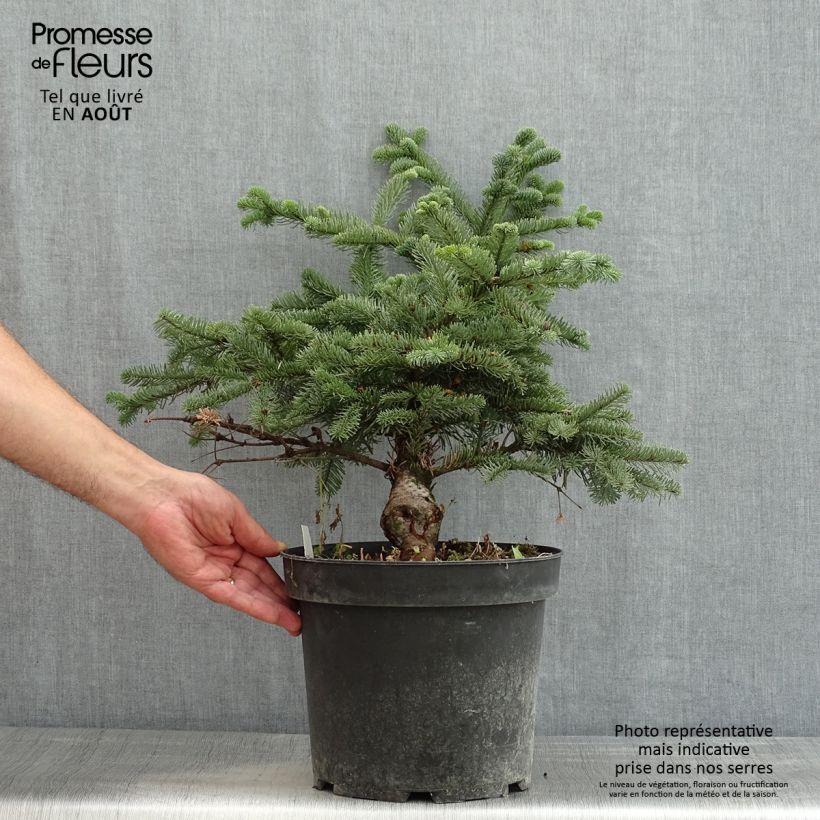Esemplare di Abete nobile Bizarro - Abies procera Vaso da 7,5L/10L consegnato in estate