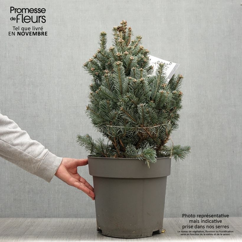 Esemplare di Abete delle rocce Compacta - Abies lasiocarpa var. arizonica Vaso da 2L/3L come consegnato in autunno