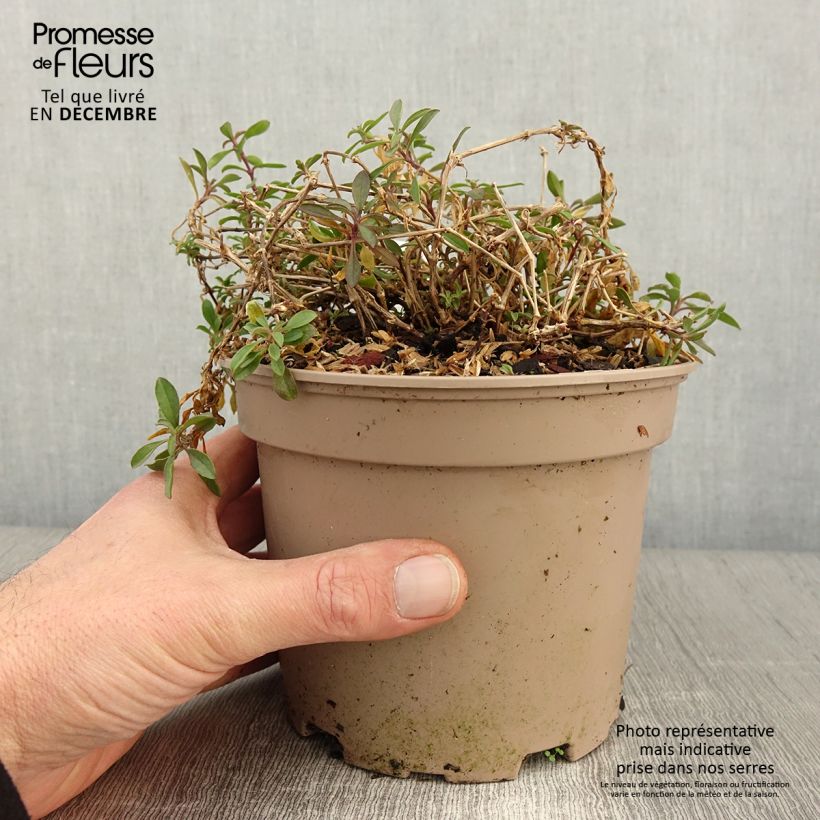 Esemplare di Saponaria ocymoides - Saponaria rossa Vaso da 2L/3L come consegnato in autunno