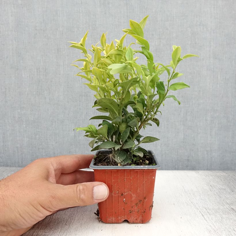 Esemplare di Sarcococca confusa Vasetto da 8/9 cm consegnato in estate