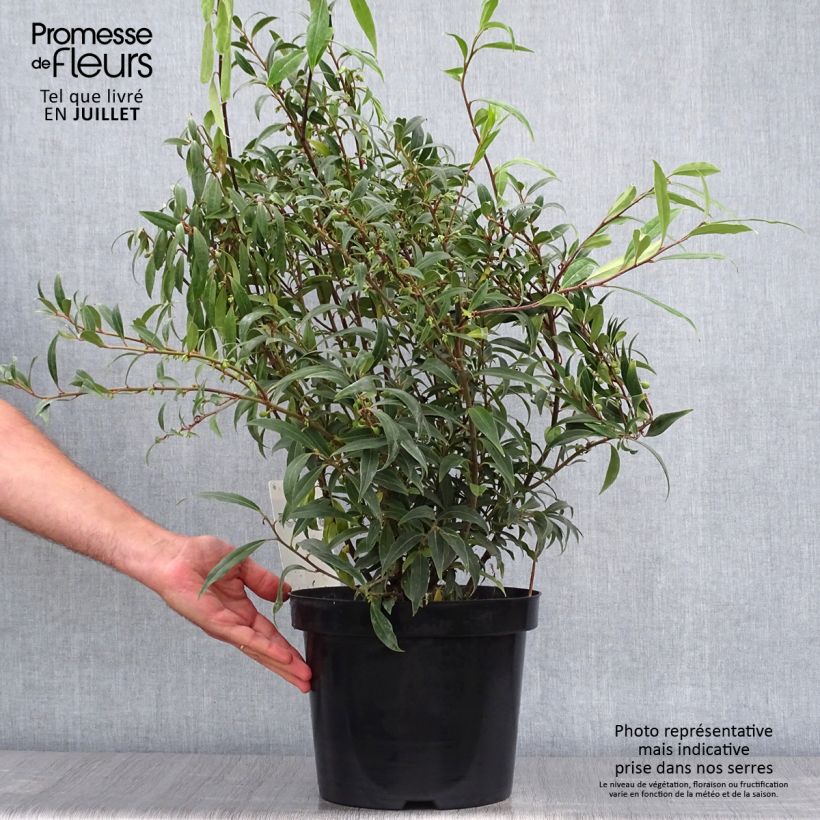 Esemplare di Sarcococca hookeriana var. digyna Purple Stem Vaso da 7,5L/10L consegnato in estate