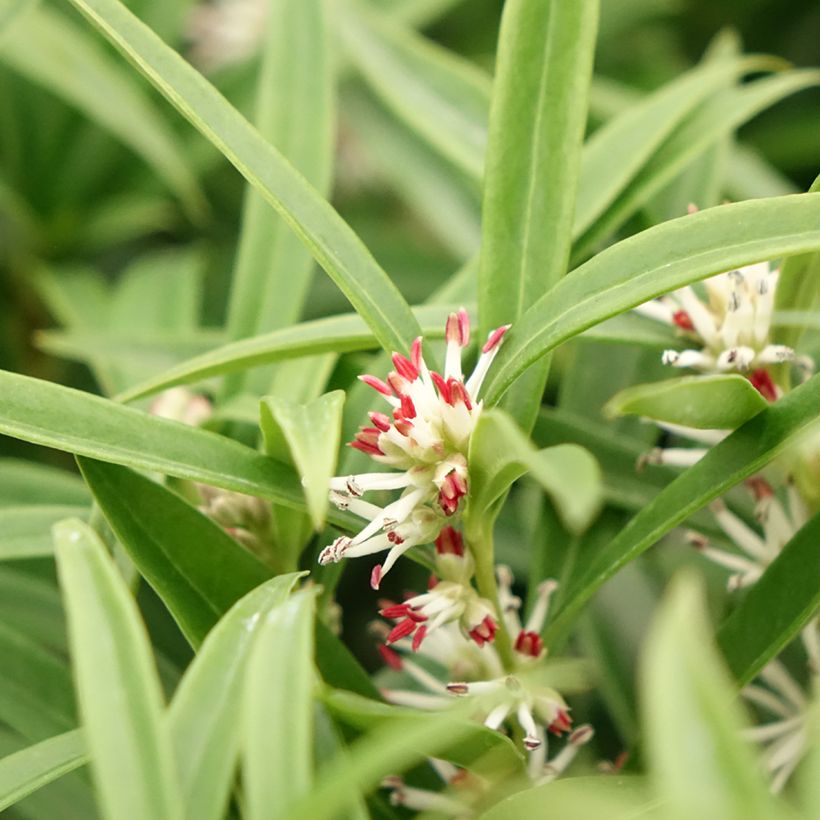 Sarcococca saligna (Fioritura)