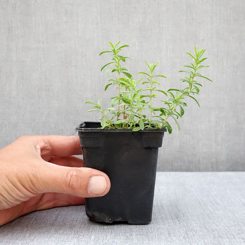 Esemplare di Satureja montana citriodora - Santoreggia montana Vasetto da 8/9 cm consegnato in estate