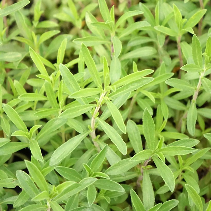 Santoreggia montana Bio (piante) (Fogliame)