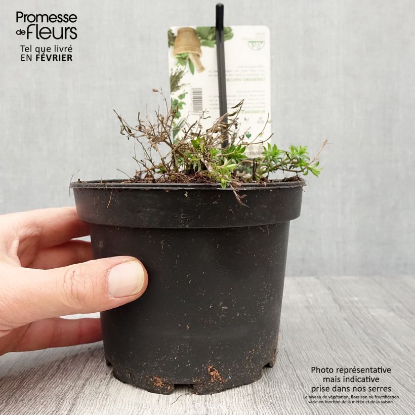 Satureja spicigera - Santoreggia strisciante Vaso da 1,5L/2L esemplare consegnato in inverno