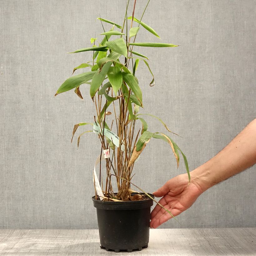 Esemplare di Sasa tessellata Vaso da 3L/4L consegnato in estate