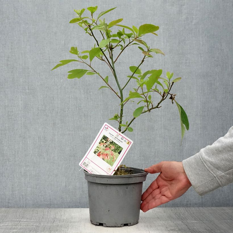 Esemplare di Sassafras albidum - Sassofrasso Vaso da 3L/4L consegnato in estate