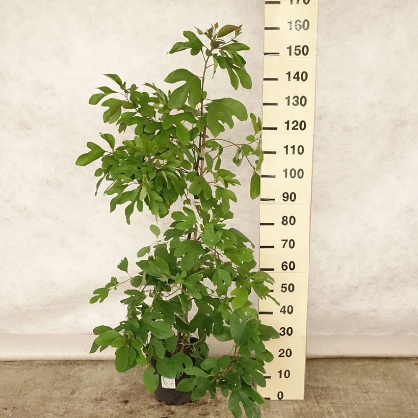 Esemplare di Sassafras albidum - Sassofrasso Vaso da 7,5L/10L consegnato in estate