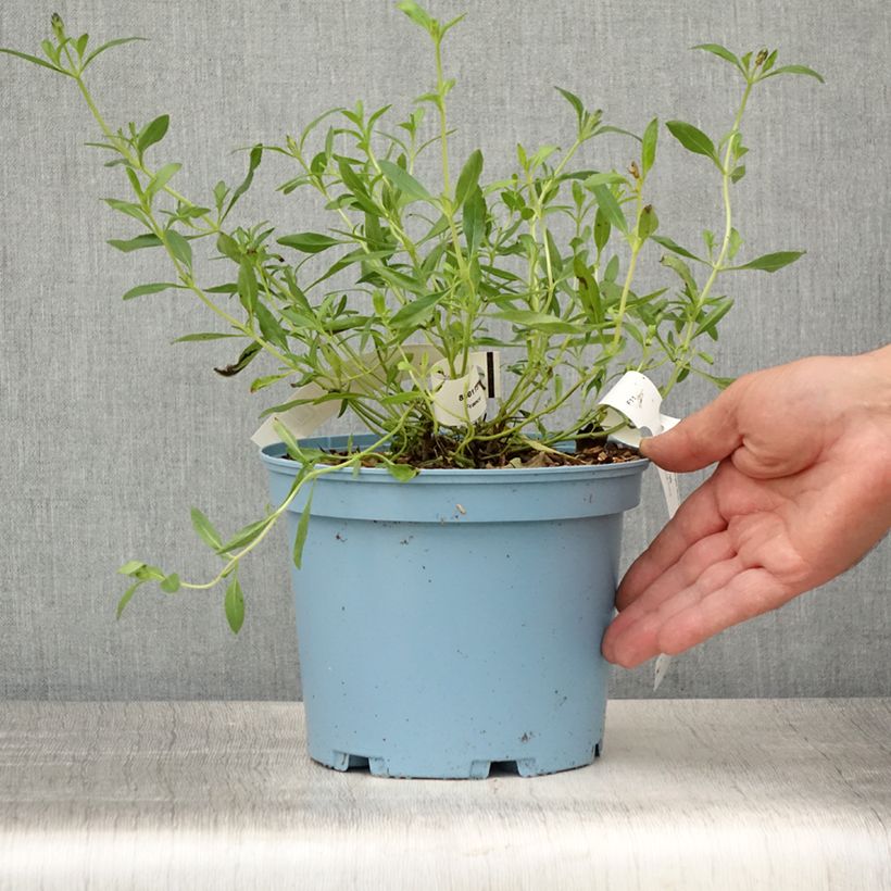 Esemplare di Salvia microphylla Blue Note - Salvia arbustiva Vaso da 2L/3L consegnato in estate
