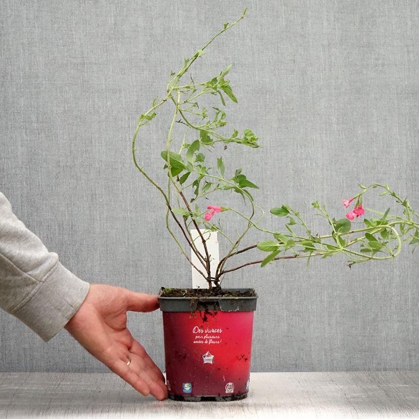 Esemplare di Salvia jamensis Flammenn - Salvia arbustiva Vaso da 2L/3L consegnato in estate