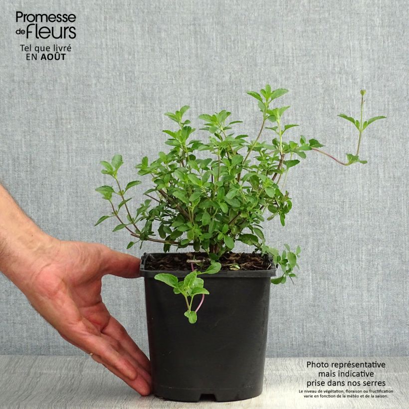 Esemplare di Salvia microphylla Gletsjer - Salvia arbustiva Vaso da 2L/3L consegnato in estate