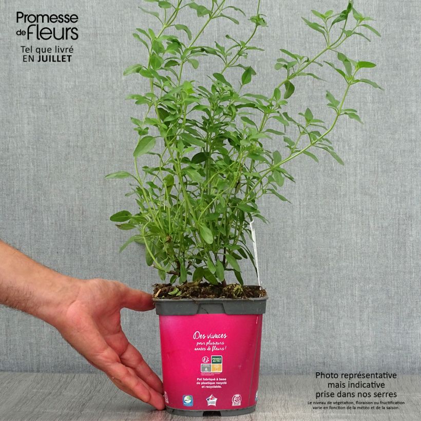 Esemplare di Salvia greggii Icing Sugar Vaso da 2L/3L consegnato in estate