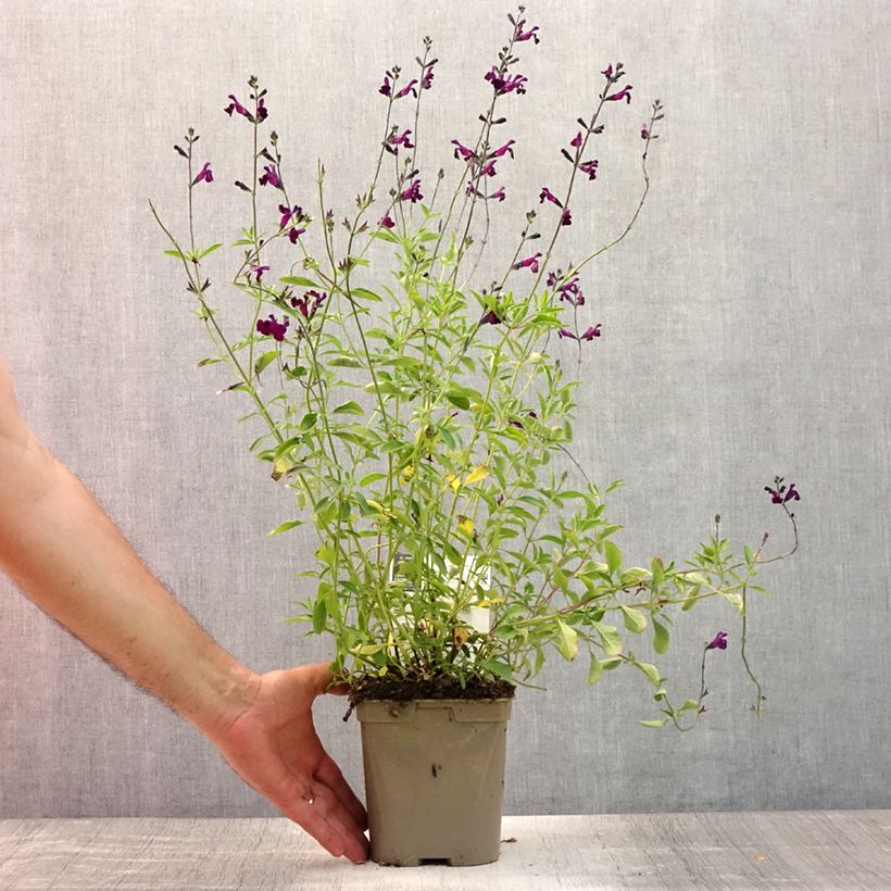 Esemplare di Salvia microphylla Nachtvlinder - Salvia arbustiva Vaso da 2L/3L consegnato in estate