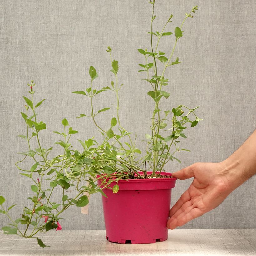 Esemplare di Salvia microphylla Pink Lips - Salvia arbustiva Vaso da 2L/3L consegnato in estate