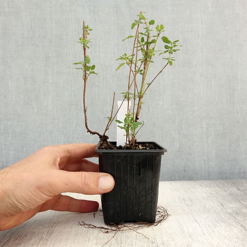 Esemplare di Salvia jamensis Reve Rouge - Salvia arbustiva Vasetto da 8/9 cm come consegnato in autunno