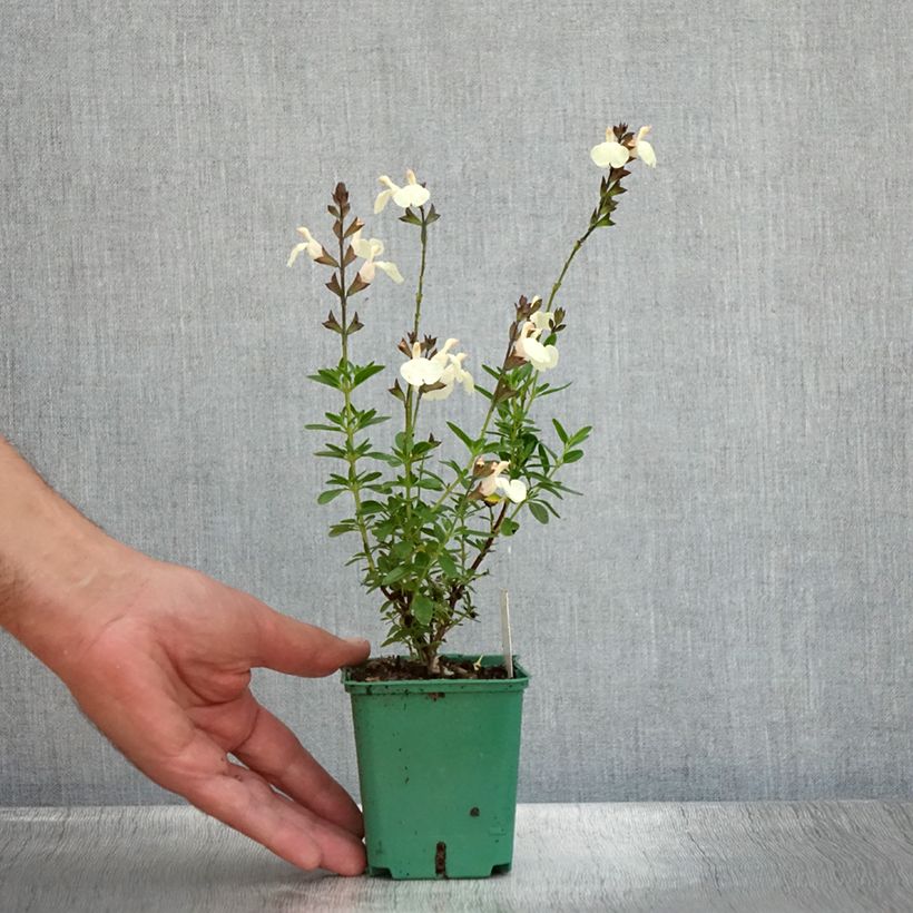 Esemplare di Salvia greggii Mirage Cream Vasetto da 8/9 cm consegnato in estate