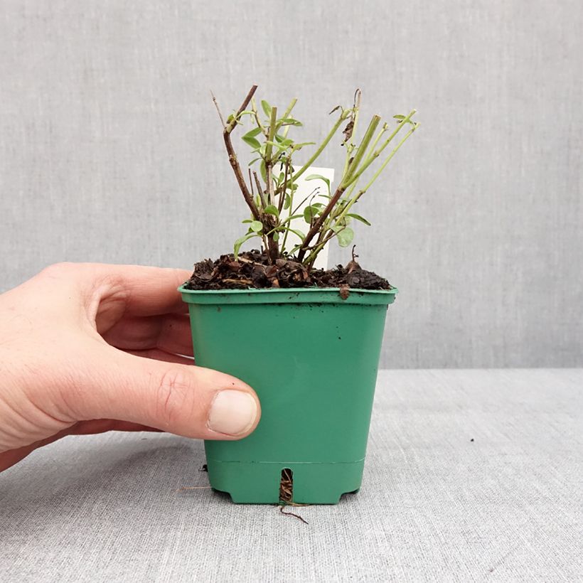Salvia greggii Mirage Salmon Vasetto da 8/9 cm esemplare consegnato in inverno