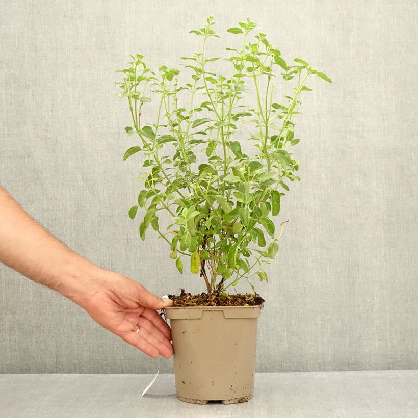 Esemplare di Salvia microphylla So Cool Pale Blue - Salvia arbustiva Vaso da 3L/4L consegnato in estate
