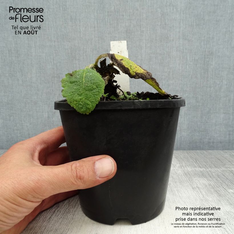 Esemplare di Salvia argentea Vaso da 1,5L/2L consegnato in estate