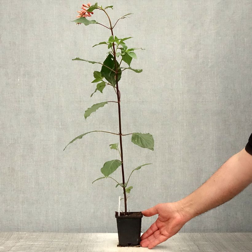 Esemplare di Salvia Ember's Wish Vasetto da 8/9 cm consegnato in estate
