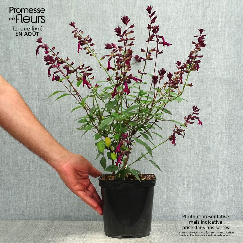 Esemplare di Salvia buchananii Love and Wishes Vaso da 2L/3L consegnato in estate