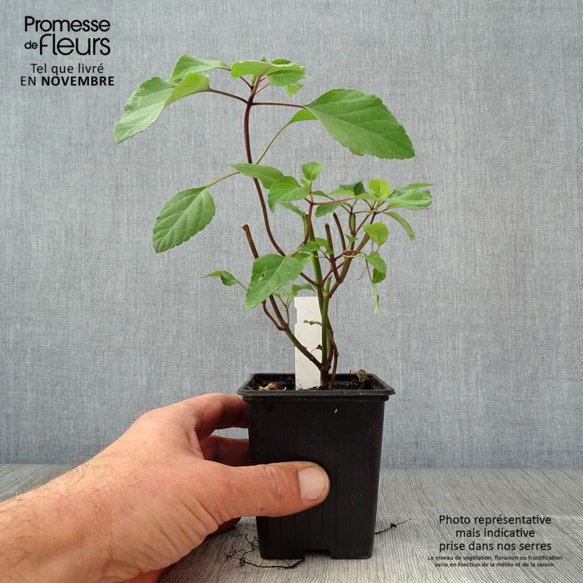 Esemplare di Salvia Wendy's Wish - Salvia arbustiva Vasetto da 8/9 cm come consegnato in autunno