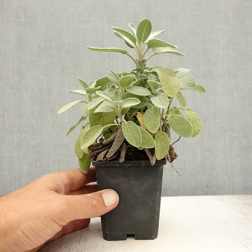 Esemplare di Salvia officinalis Berggarten - Salvia comune Vasetto da 8/9 cm consegnato in estate