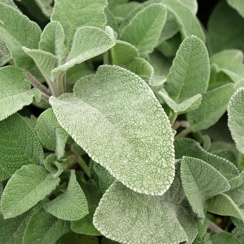 Salvia officinalis Maxima - Salvia comune (Fogliame)