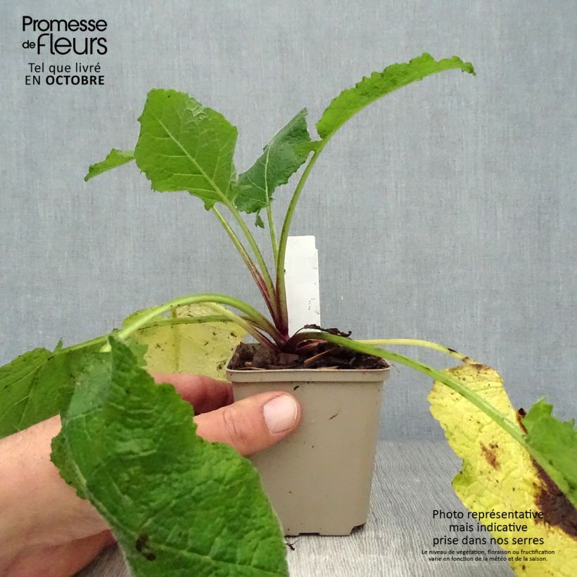 Esemplare di Salvia forsskaolei Vasetto da 8/9 cm come consegnato in autunno