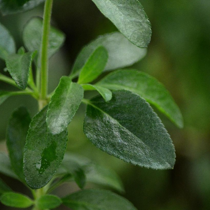 Salvia jamensis Flammenn - Salvia arbustiva (Fogliame)